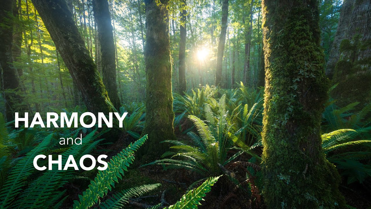 How to Actually See the Forest (And Stop Forcing Shots That Aren't There)