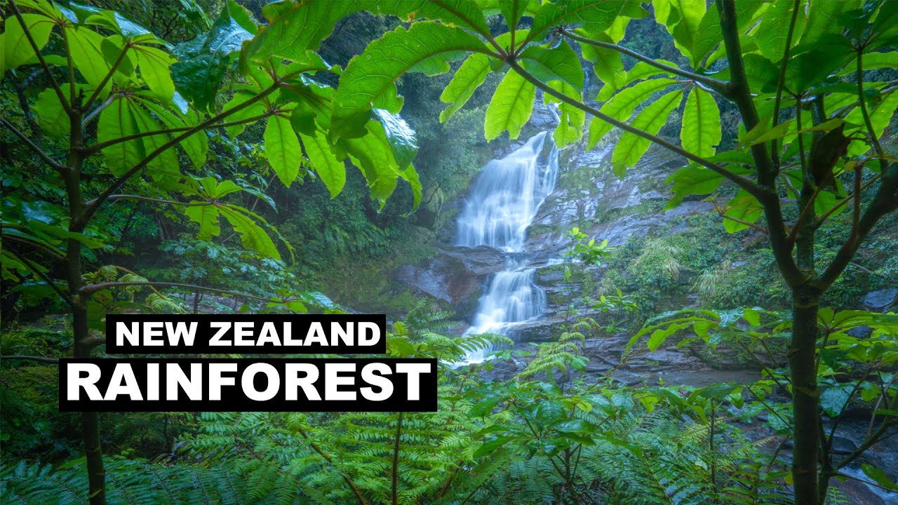 How to Find and Frame Forest Shots in Unpredictable Weather (Lessons from Fiordland)