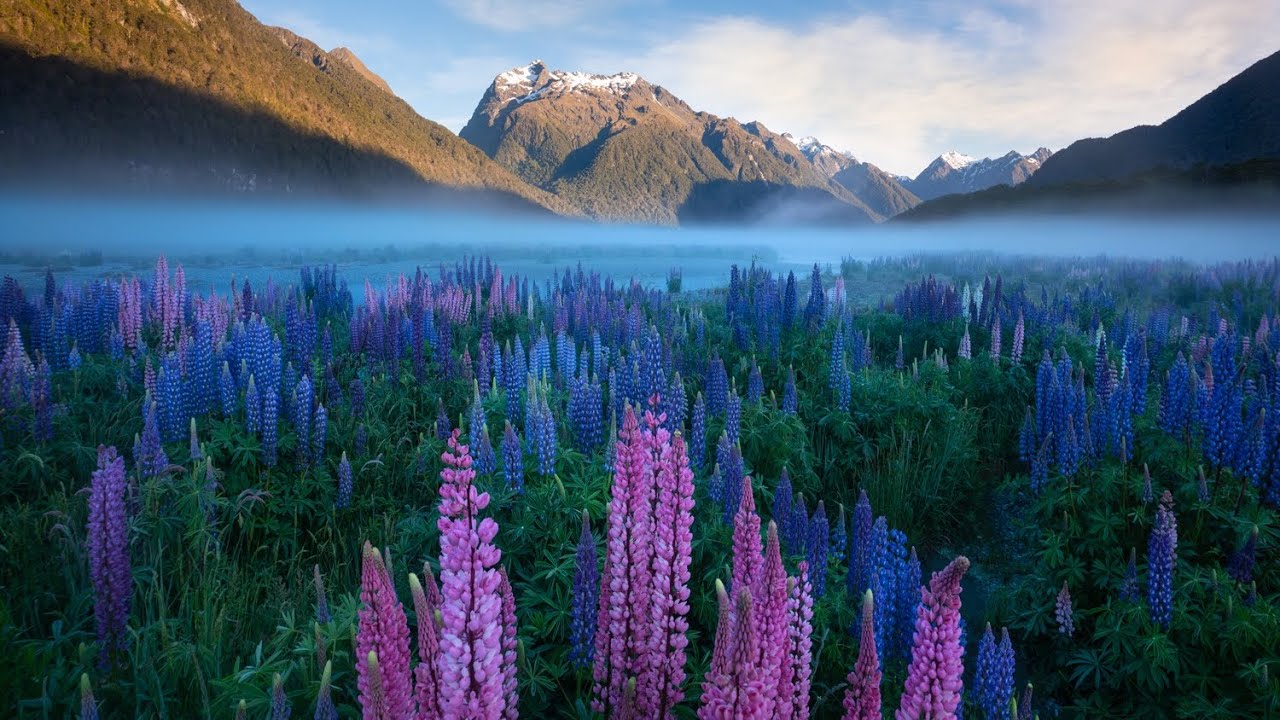 How to Photograph Wildflowers in Moody Weather (Lessons from a New Zealand Lupine Shoot)