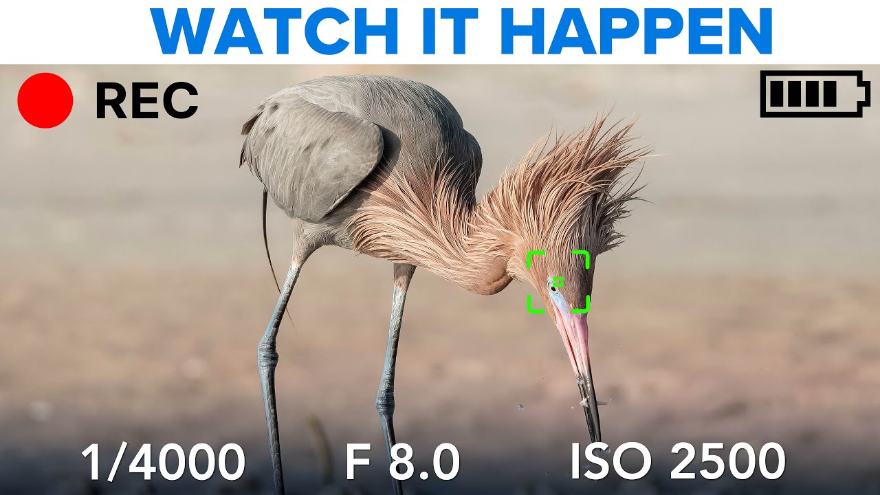 How to Shoot and Edit a Bird Photo From Start to Finish (What I Learned From a Real-Time Walkthrough)