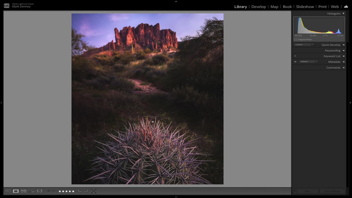 Desert landscape with cactus foreground and mountain light