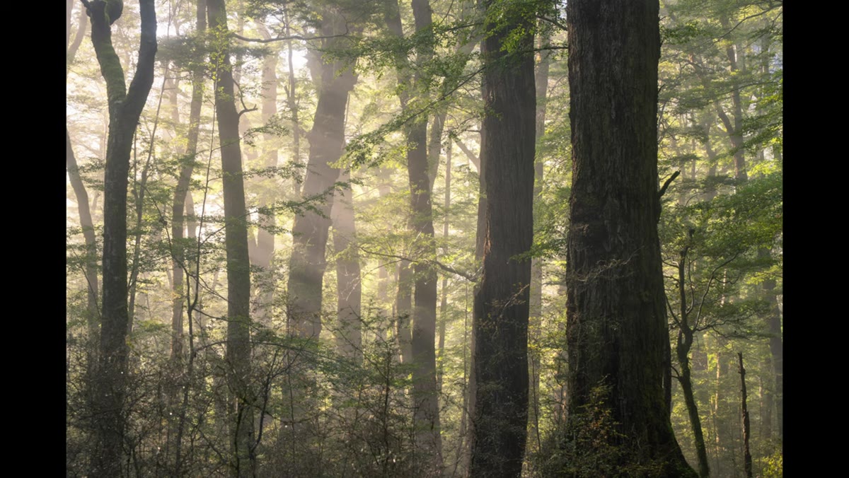 Photographer walking calmly into a quiet forest scene