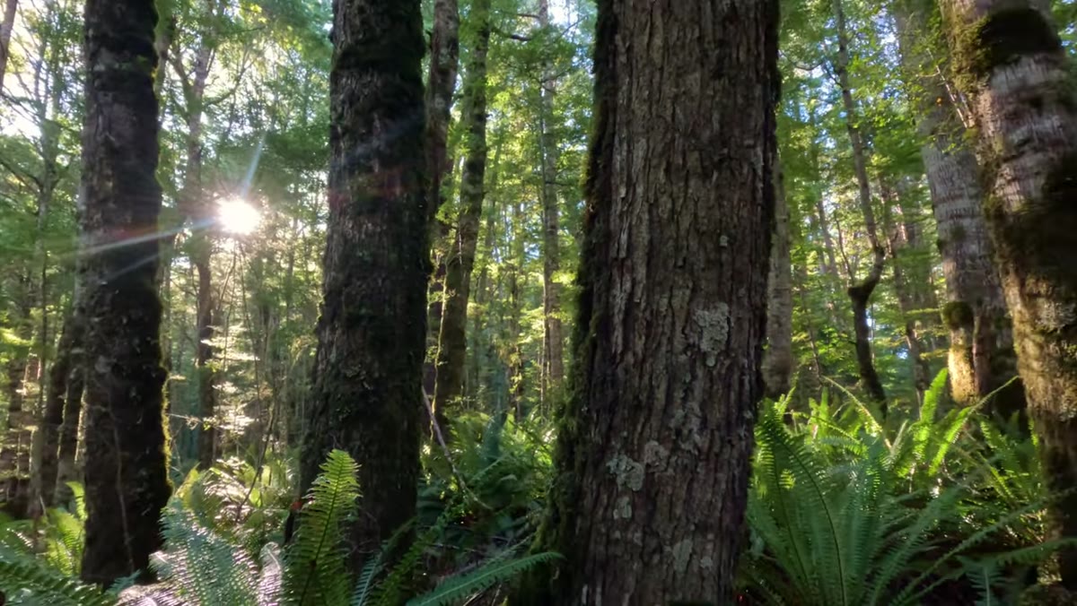Three trees framing a sunstar breaking through the canopy