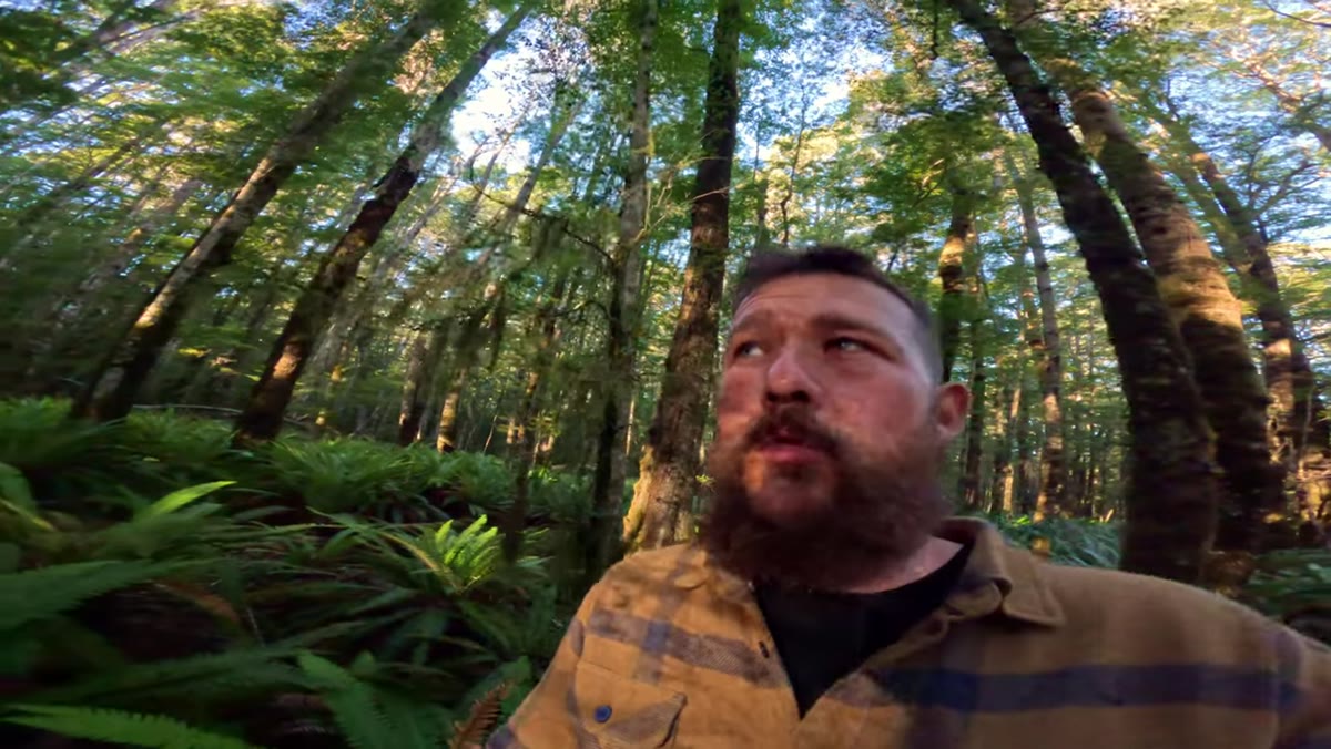 Forest foreground in shade with bright light drawing the eye toward the background