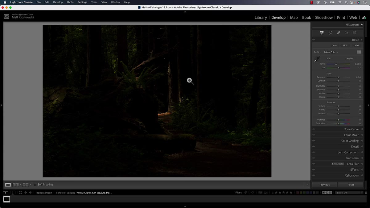 Dark forest photo with exposure slider pushed to maximum