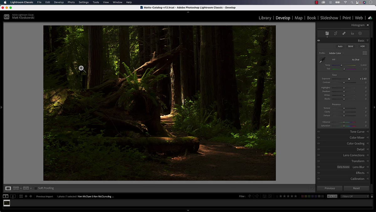 Square crop applied removing left and right sides of forest image