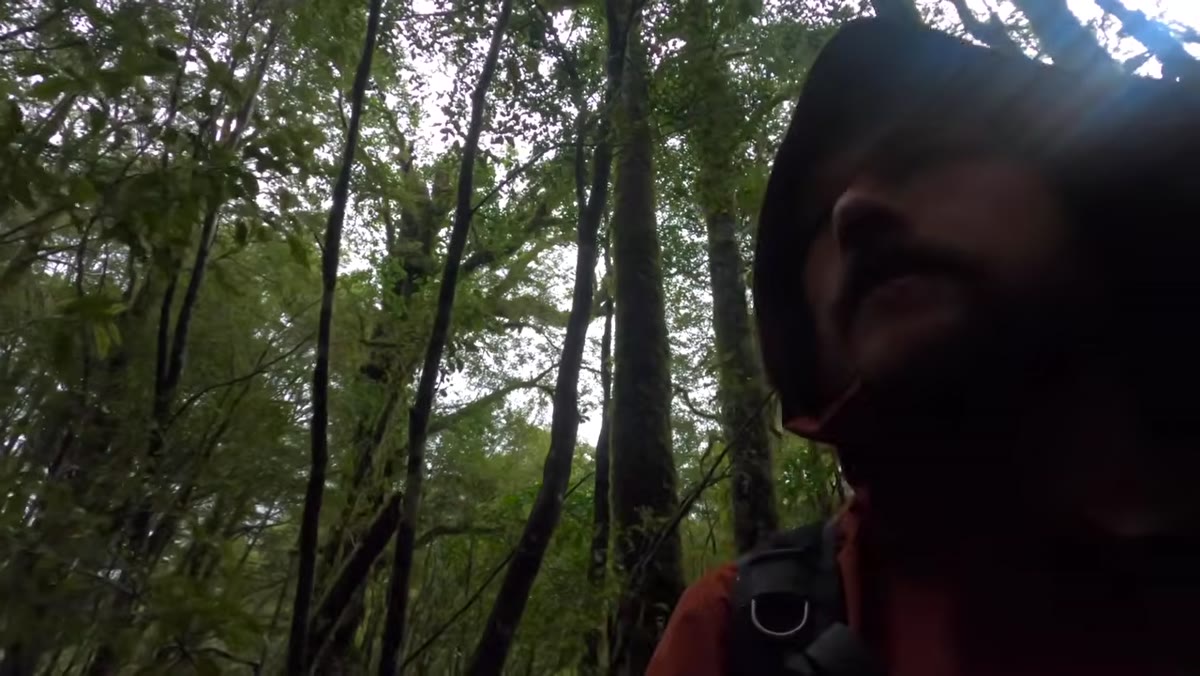 Patino pushing through dense undergrowth toward a distant waterfall