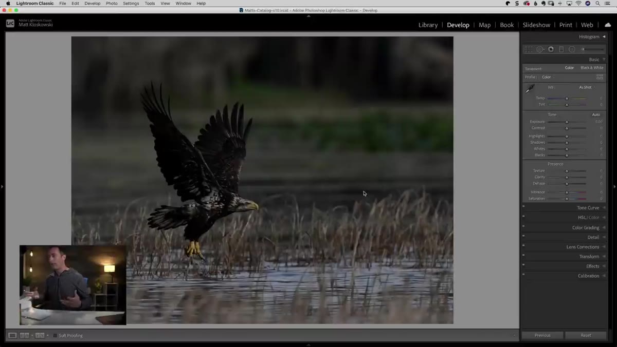 Before image showing bright background vs darker eagle subject
