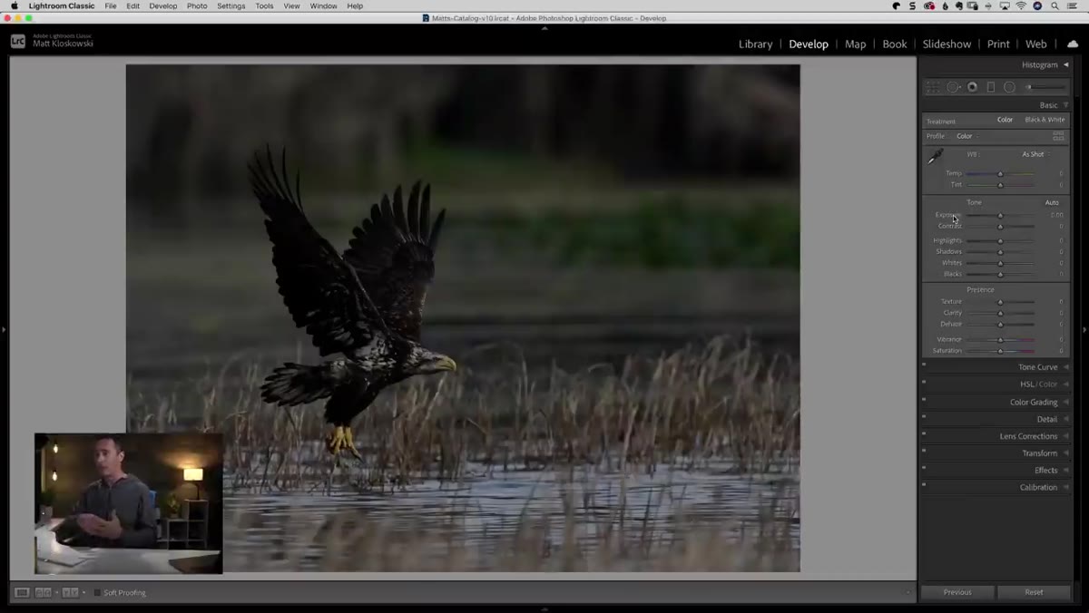 Adjustment brush painting over eagle with exposure increased