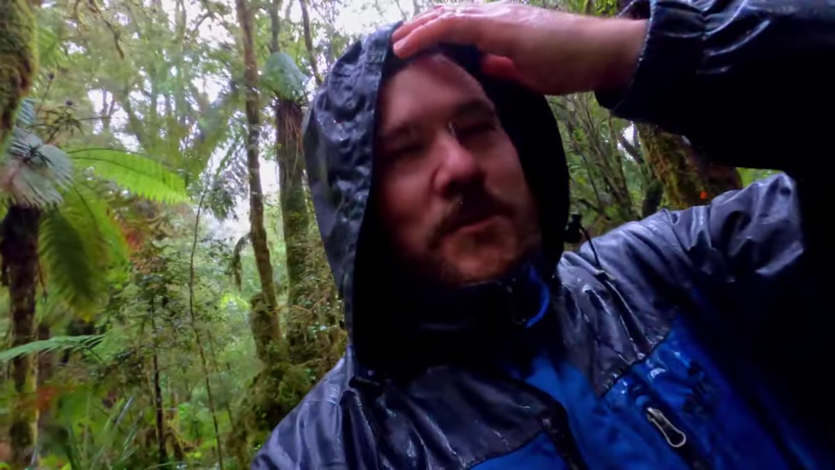 Evaluating a small cascade surrounded by ferns and trees