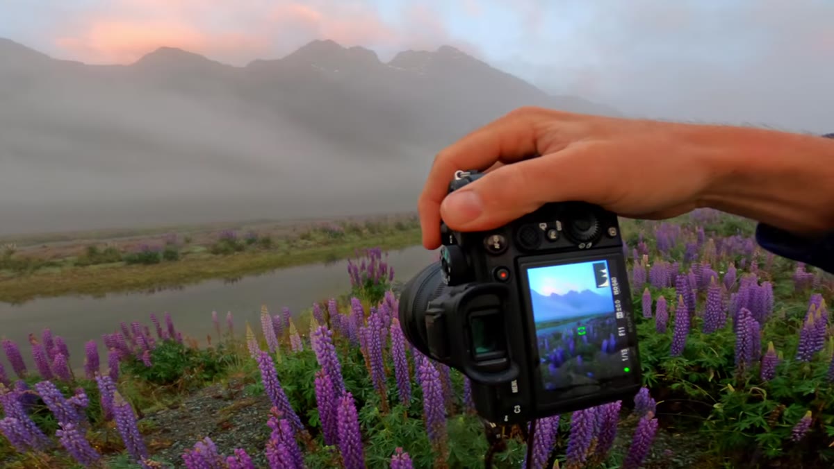 Vertical composition with stream cutting through lupine field