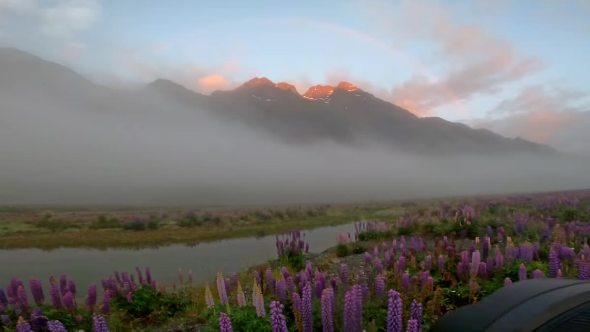 Rainbow appearing over mountain range above lupine field