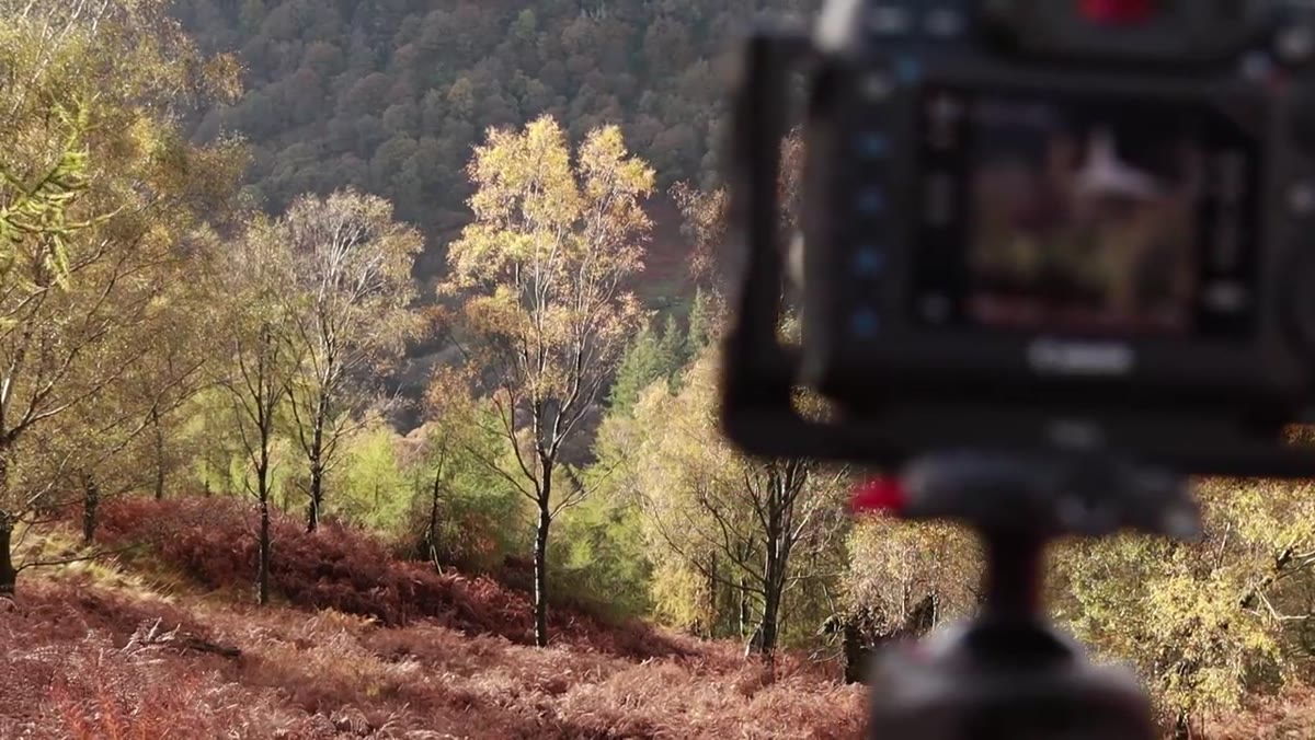 Vibrant yellow tree standing alone on the fell