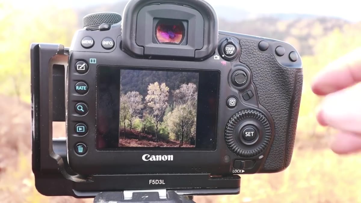 Camera display showing 1:1 square crop overlay on tree composition