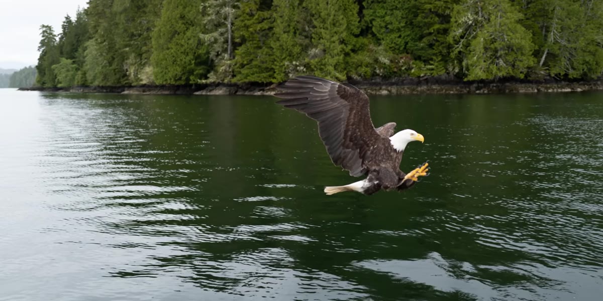 Out-of-focus eagle photo displayed on screen