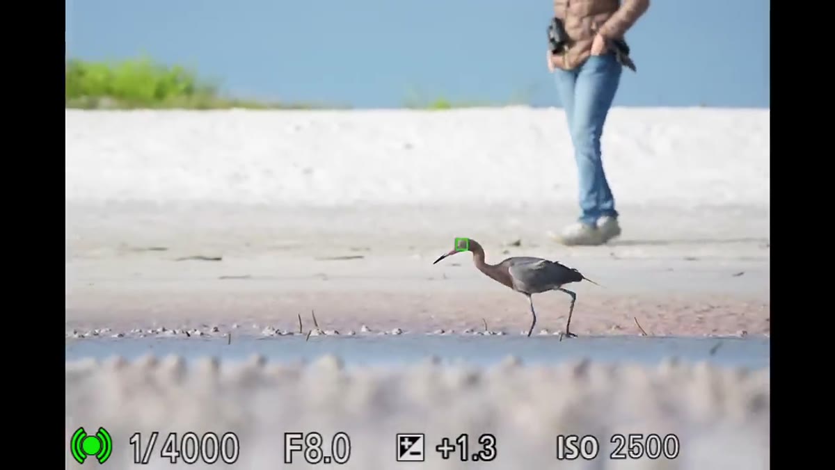 Photographer visible in background kneeling on ground