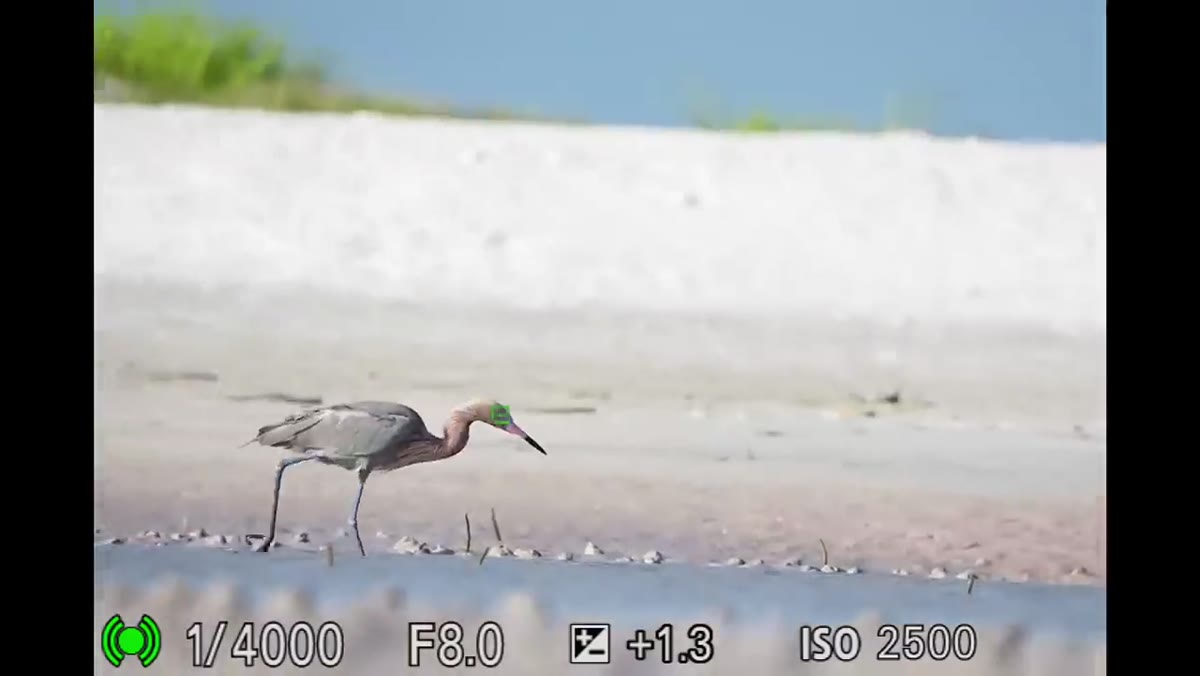 Reddish egret mid-movement on beach