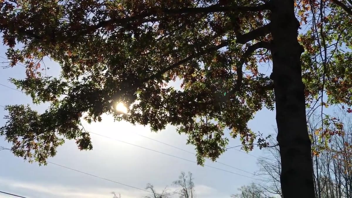 Framing the sun through a gap in autumn trees