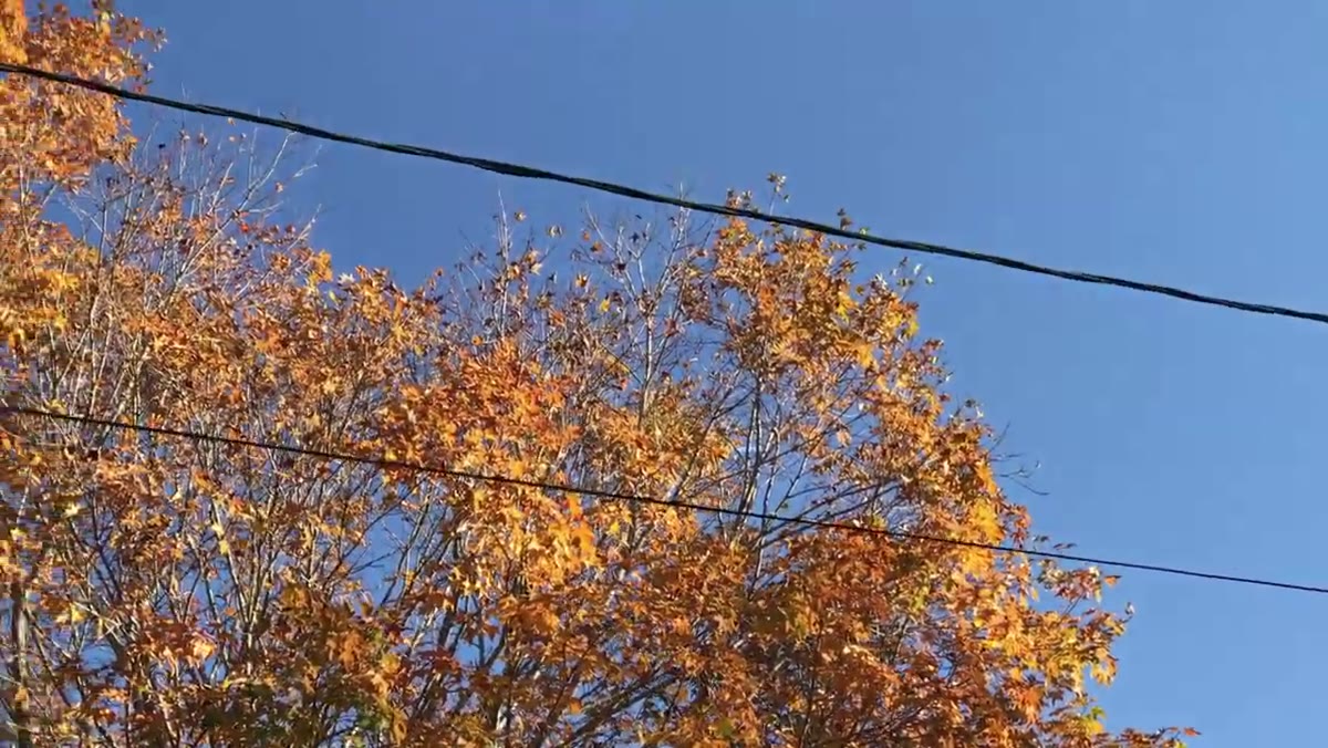 Camera zoomed to 2x on fall foliage against blue sky