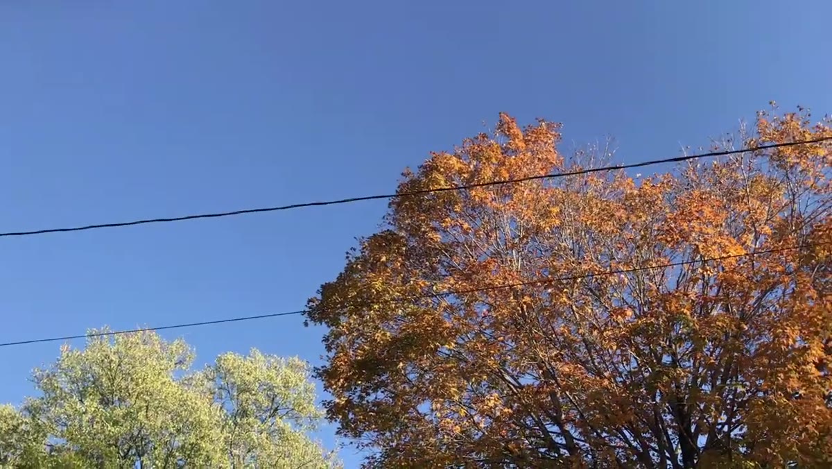 Orange autumn leaves isolated against deep blue sky