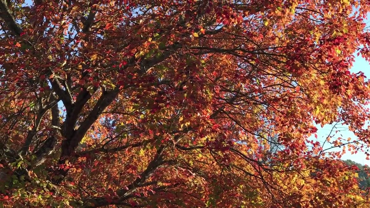 Fall foliage glowing with sidelight, woods in background