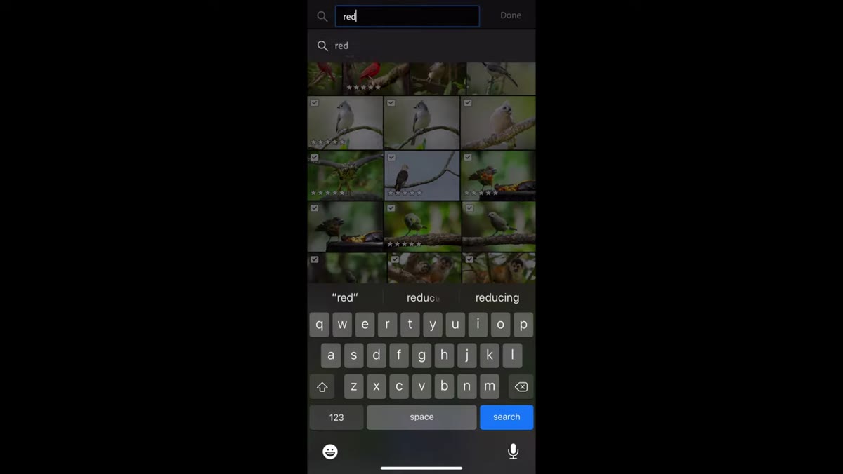Lightroom mobile app open, wildlife collection, search field tapped