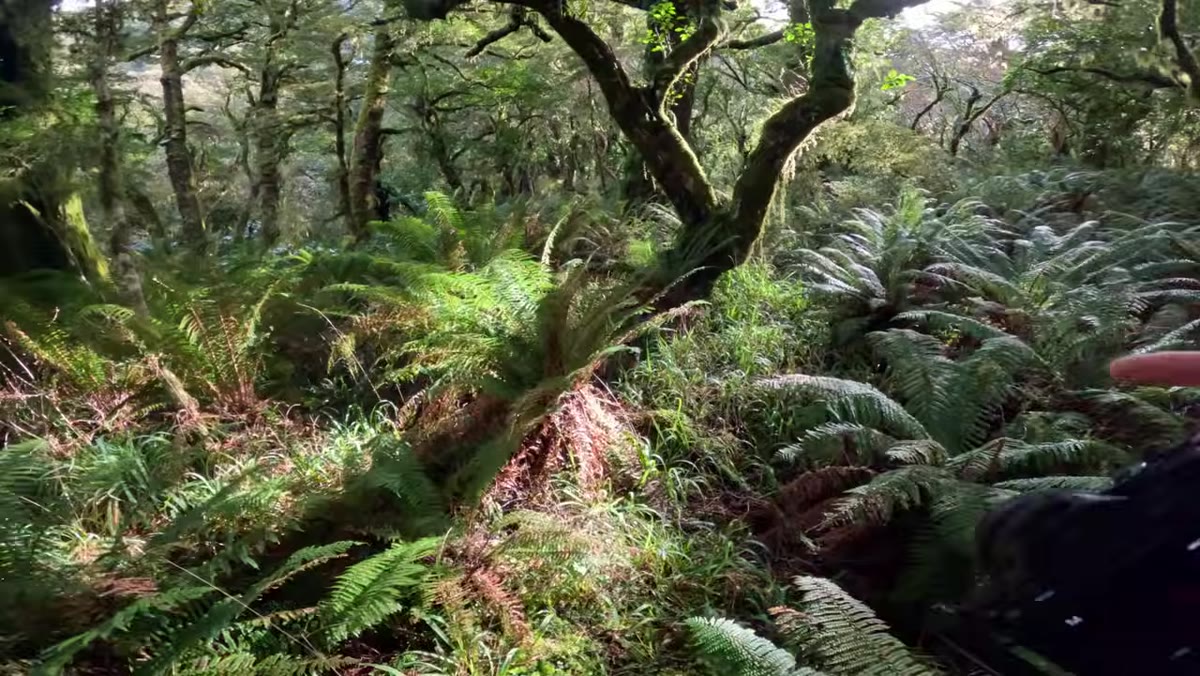Bright foreground versus shaded tree formation in dappled light