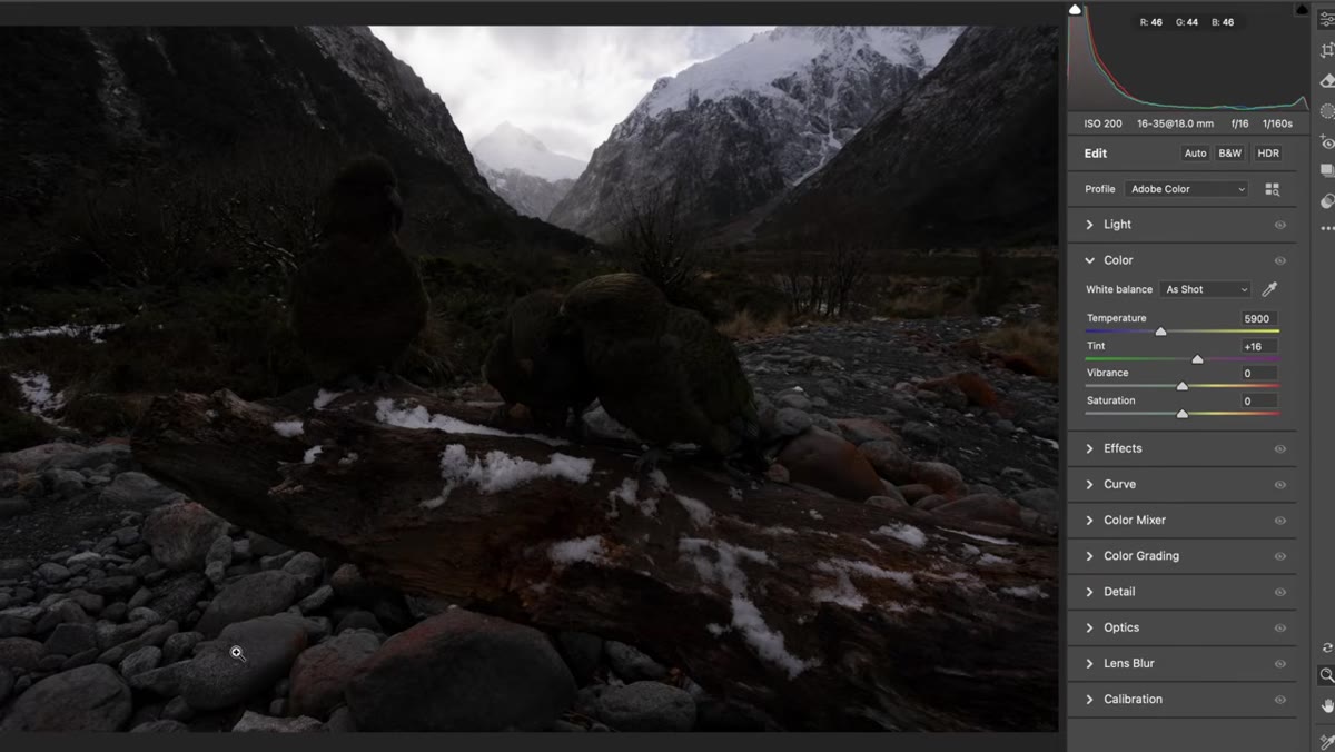 Lightroom panel open, raw file of kea bird being adjusted