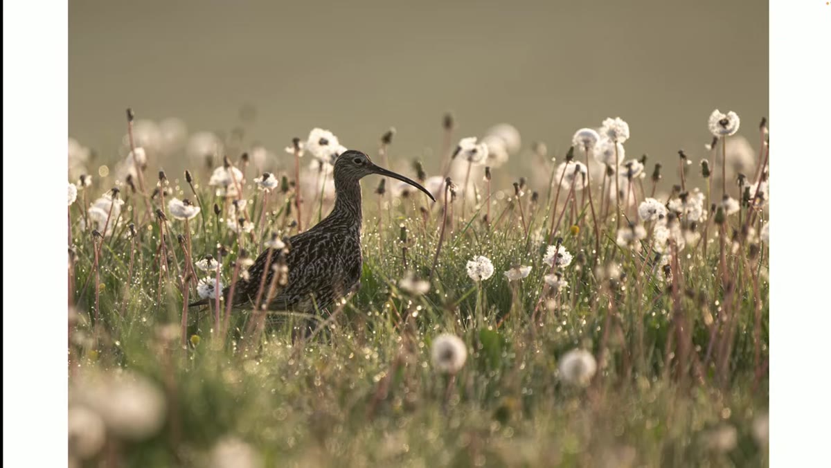 Description of stone curlews wading through dandelion clocks in sunlight