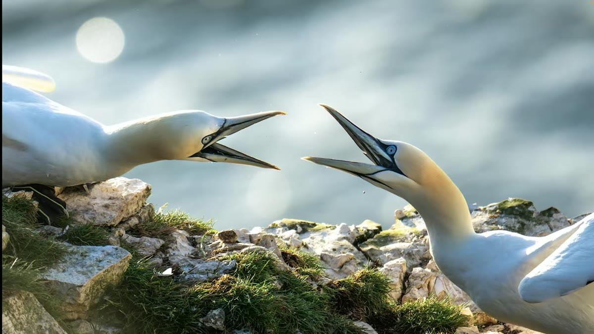 Jamie explaining the gannet squabble along the cliff edge