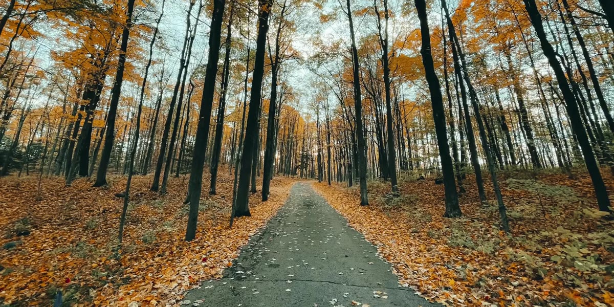 Forest road photo showing overly sharpened details