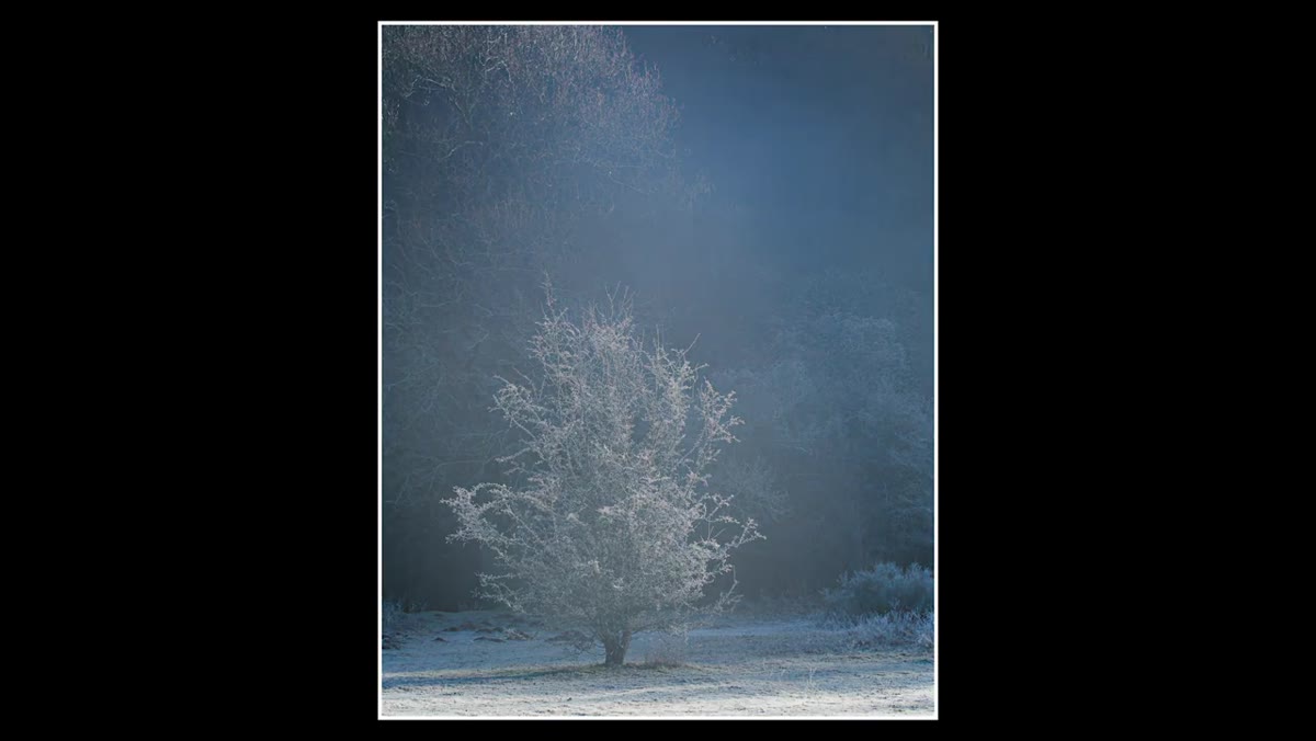 Edited frost and tree image displayed next to raw version