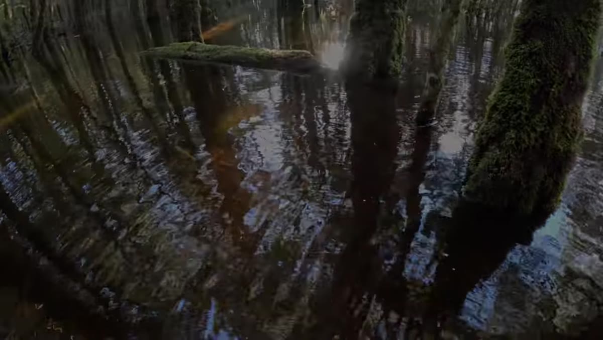 Long shadow lines and light directing through the flooded forest