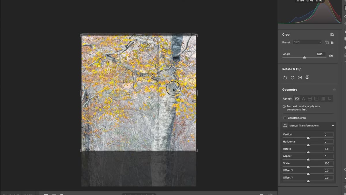 Crop demonstration showing square and 2:3 ratio options on the tree image
