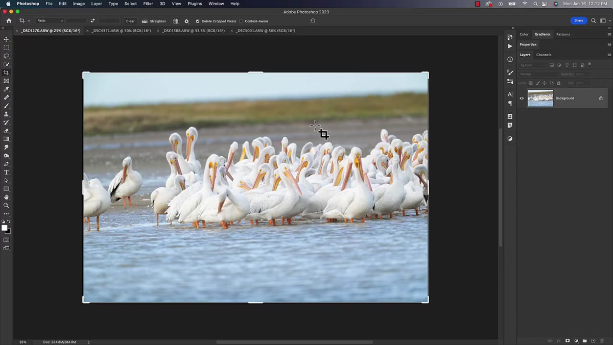 Bird photo with visible seagrass horizon line in background