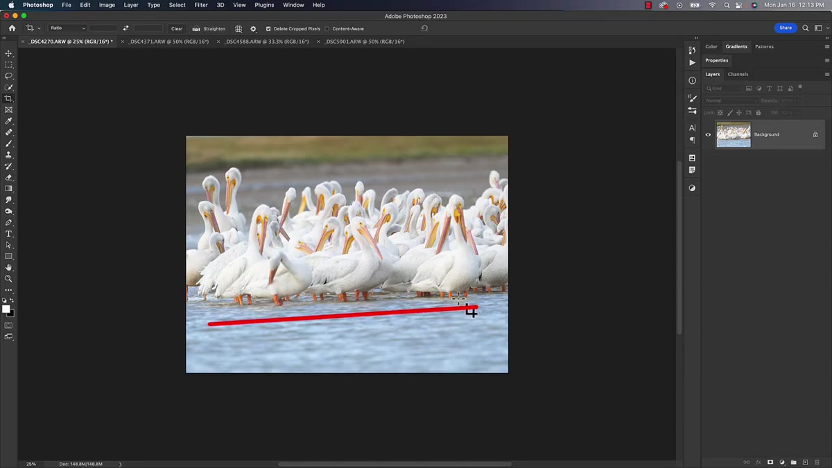 Close-up of bird&rsquo;s legs in water, straighten tool being dragged along waterline