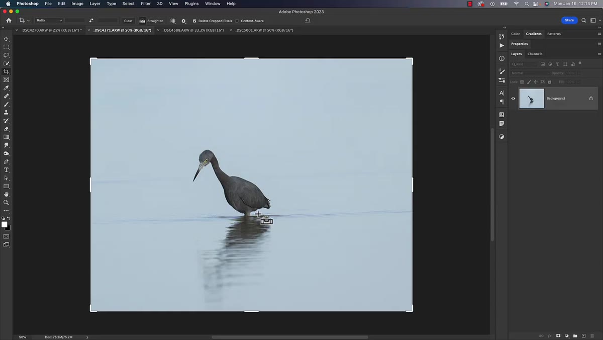 Corrected bird photo after straightening, crop boundary adjusted around image