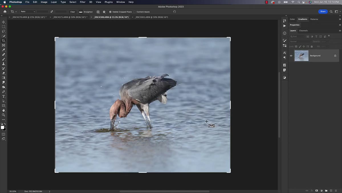 Multiple bird photos shown side by side in Lightroom grid view