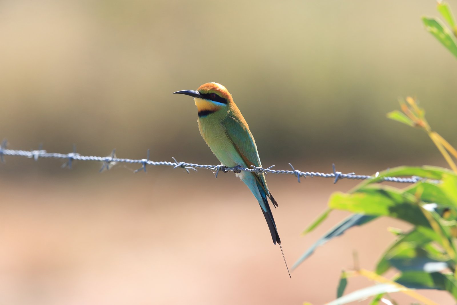 What Australian Wildlife Photography Taught Me About Seizing the Perfect Shot
